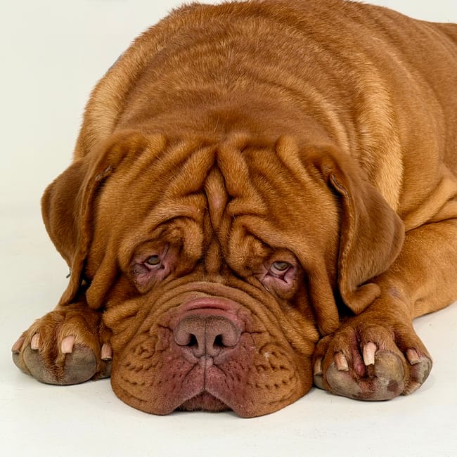 A large brown dog, likely a mastiff breed, lying on a light-colored surface with its head resting flat and facing forward. The dog has prominent, wrinkled facial features, including deep-set eyes, loose skin with folds around the face and neck, and large, expressive eyes. Its front paws are visible in the foreground, showing broad paws with visible nails. The environment appears to be indoors, with soft, even lighting highlighting the dog's textured fur and facial features. The image is clear, detailed, and depicts the dog in a resting position, emphasizing its size and distinctive facial wrinkles, suitable for an image related to pet care or animal care content on a logistics or moving services website like manandvanmaidavale.org.uk, specifically under the context of home relocation or moving environments.
